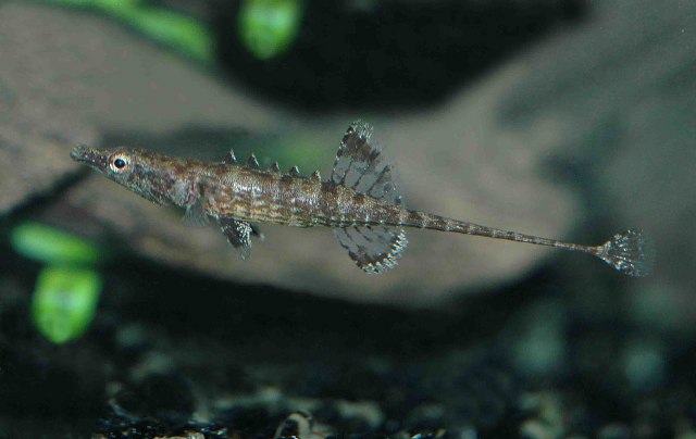 (Gasterosteiformes) Отряд Гастеростеиформес, Колюшкообразные, Order